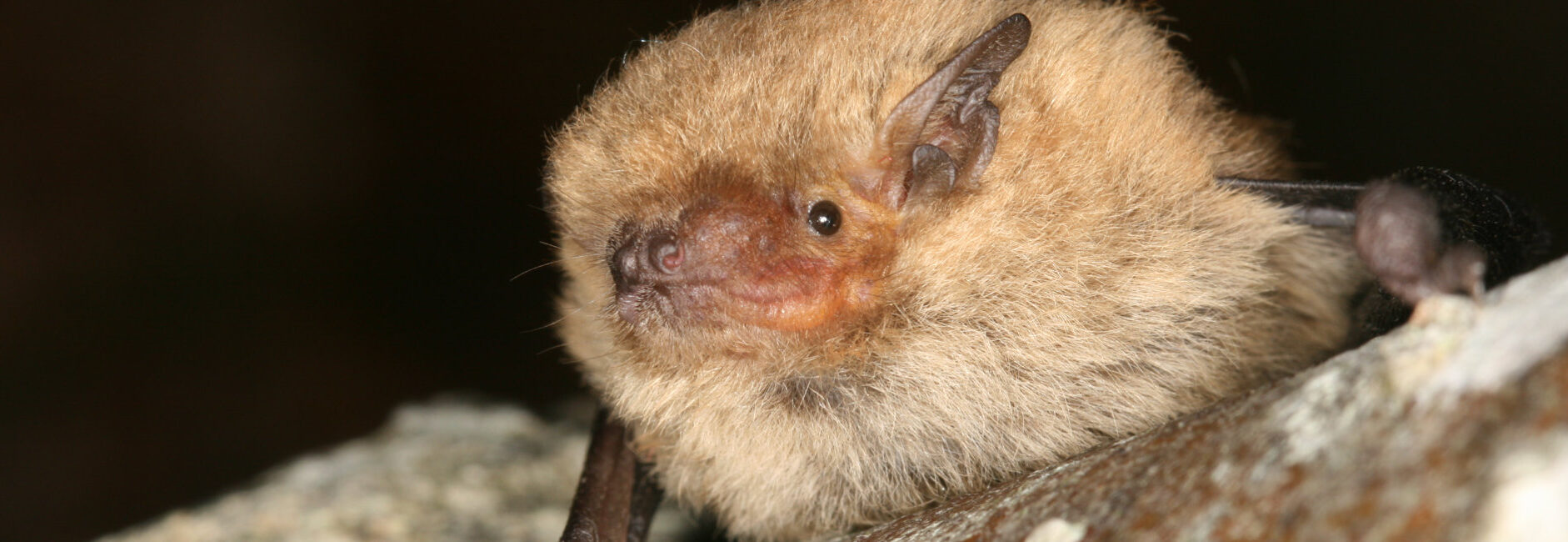 chauve souris 4.jpg